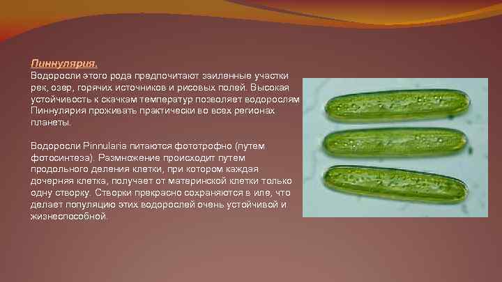 Пиннулярия. Водоросли этого рода предпочитают заиленные участки рек, озер, горячих источников и рисовых полей.