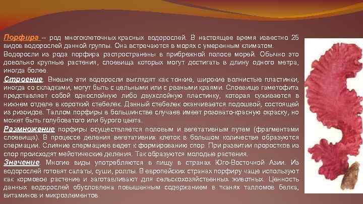 Порфира – род многоклеточных красных водорослей. В настоящее время известно 25 видов водорослей данной