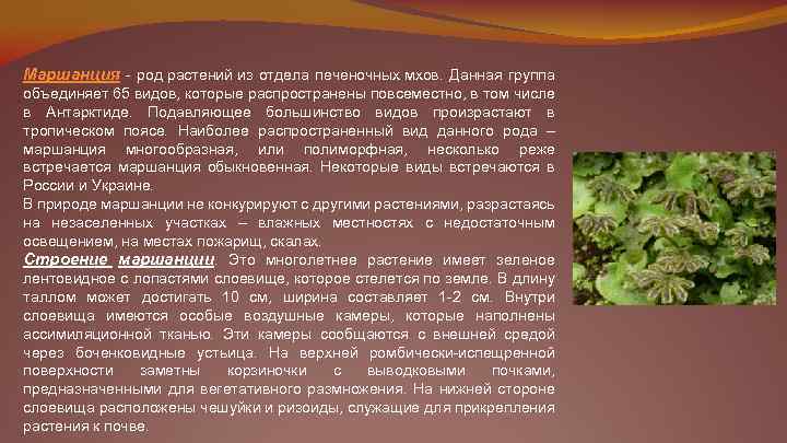 Растение маршанции к какой группе относится. Печеночники мхи сообщение. Класс печеночные мхи. Доклад печеночные мхи. Маршанция характеристика.