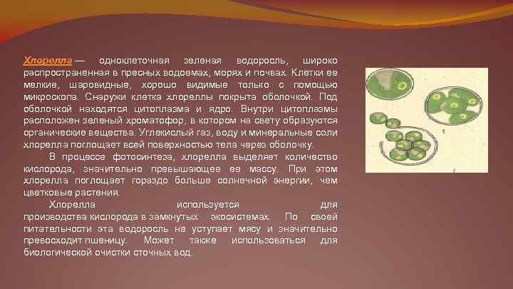 Хлорелла — одноклеточная зеленая водоросль, широко распространенная в пресных водоемах, морях и почвах. Клетки