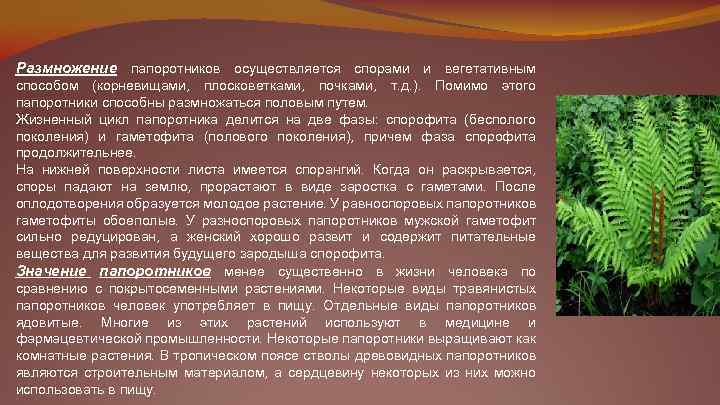 Размножение папоротников осуществляется спорами и вегетативным способом (корневищами, плосковетками, почками, т. д. ). Помимо