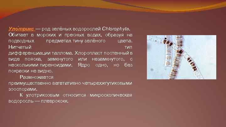 Уло трикс — род зелёных водорослей Chlorophyta. Обитает в морских и пресных водах, образуя