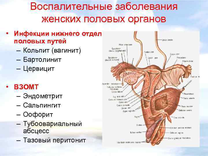 Женский полово орган. Воспалительное заболевание нижних отделов половых путей. Воспалительные заболевания Нижнего отдела женских органов. Нижний отдел женских половых органов. Заболевания женской половой сферы.