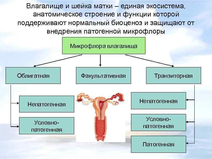 Влагалище и шейка матки – единая экосистема, анатомическое строение и функции которой поддерживают нормальный