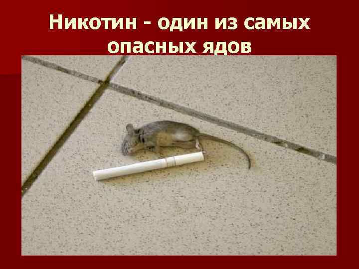 Никотин - один из самых опасных ядов 