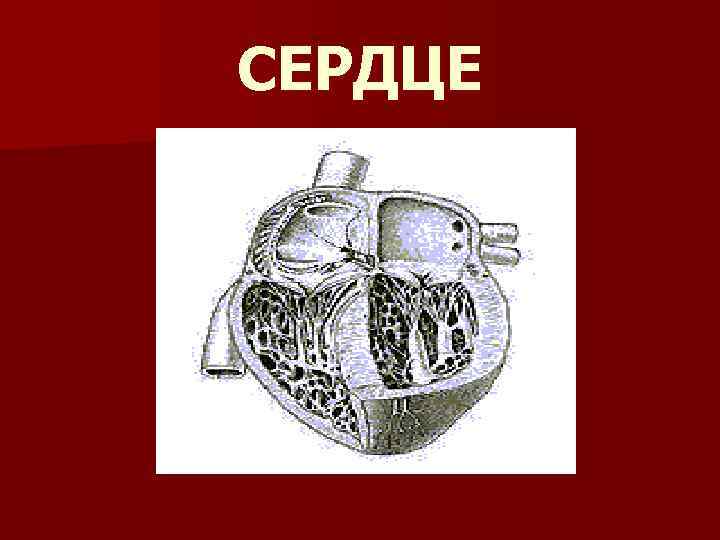 СЕРДЦЕ 