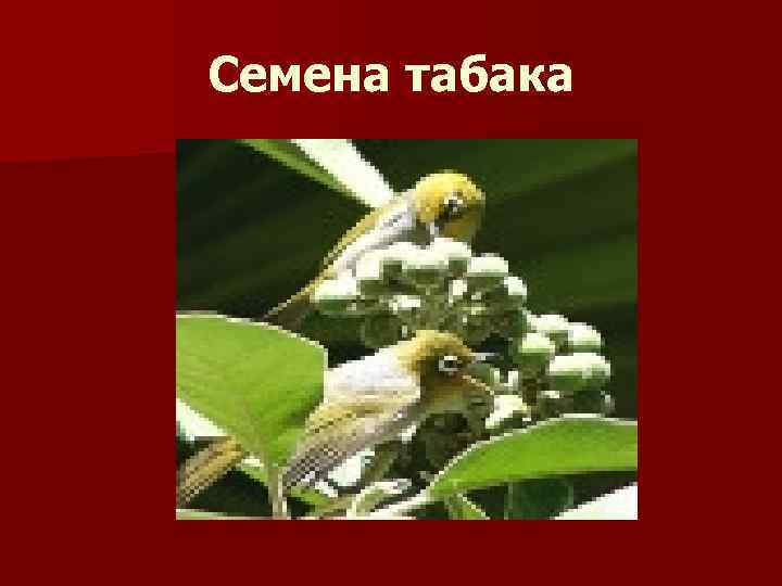 Семена табака 