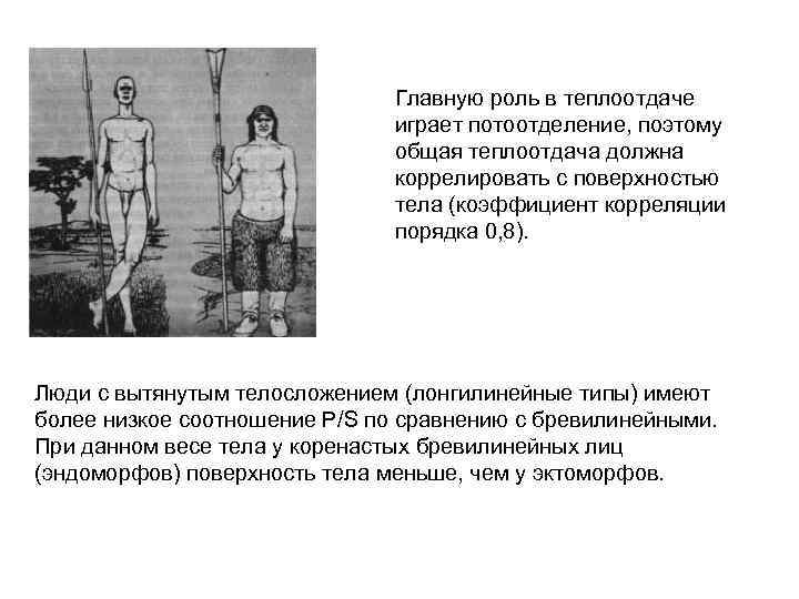 Главную роль в теплоотдаче играет потоотделение, поэтому общая теплоотдача должна коррелировать с поверхностью тела