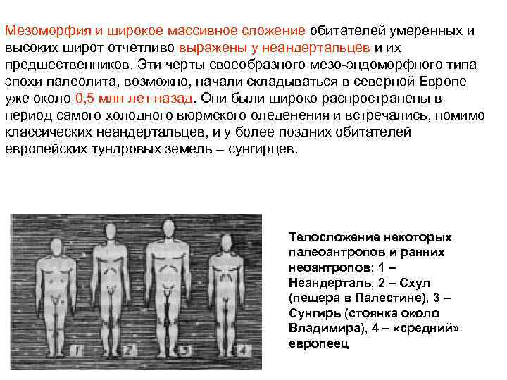 Характеристика эндо экто и мезоморфии оценивается в схеме