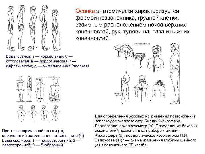 Осанка анатомически характеризуется формой позвоночника, грудной клетки, взаимным расположением пояса верхних конечностей, рук, туловища,