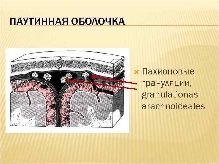 Паутинная оболочка. Паутинная оболочка головного мозга анатомия. Грануляции паутинной оболочки головного мозга. Арахноидальная оболочка головного мозга. Пахионовы грануляции паутинной оболочки.