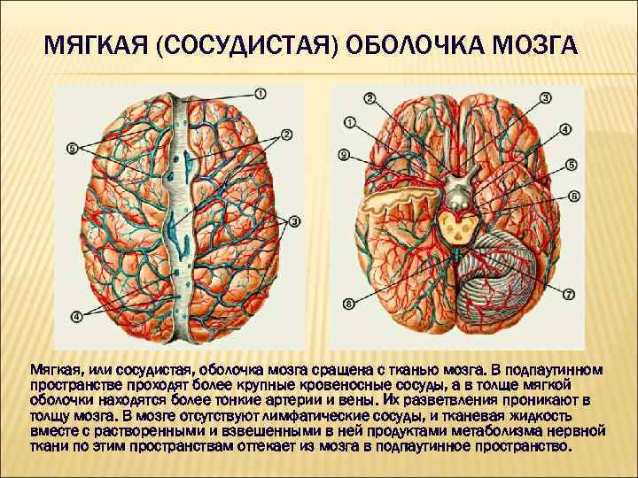 Сосудистая оболочка мозга