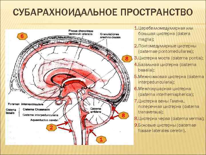 Ликворные изменения мозга. Субарахноидальное пространство головного мозга. Подпаутинное субарахноидальное пространство. Конвекситальное субарахноидальное пространство. Цистерны паутинной оболочки головного мозга.