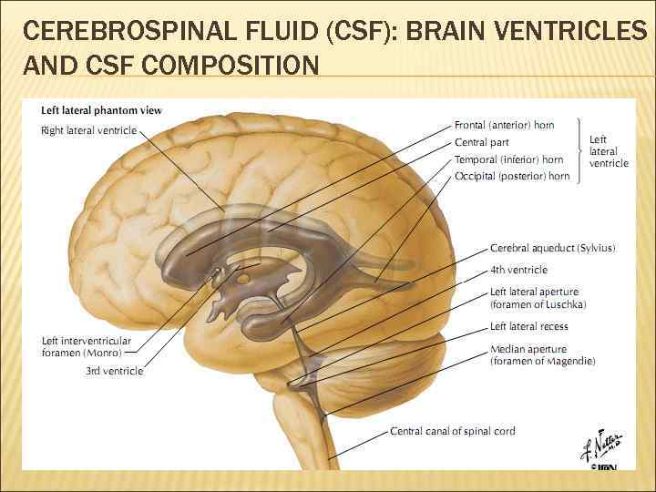 Ликворные пространства головного. Cerebrospinal Fluid (CSF). Ликворные пространства головного мозга схема. Cerebrospinal Fluid картинки головного мозга. Cerebrospinal Fluid из чего состоит.