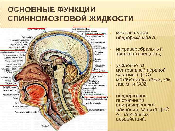 Схема оттока цереброспинальной жидкости. Анатомия ликворной системы головного мозга. Движение ликвора в головном мозге схема. Ликворные изменения мозга