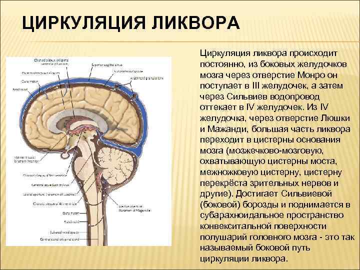 Ликворные изменения мозга. Пути оттока спинномозговой жидкости анатомия. Пути оттока ликвора схема. Ликворная система схема. Ликворная система мозга топографическая анатомия.