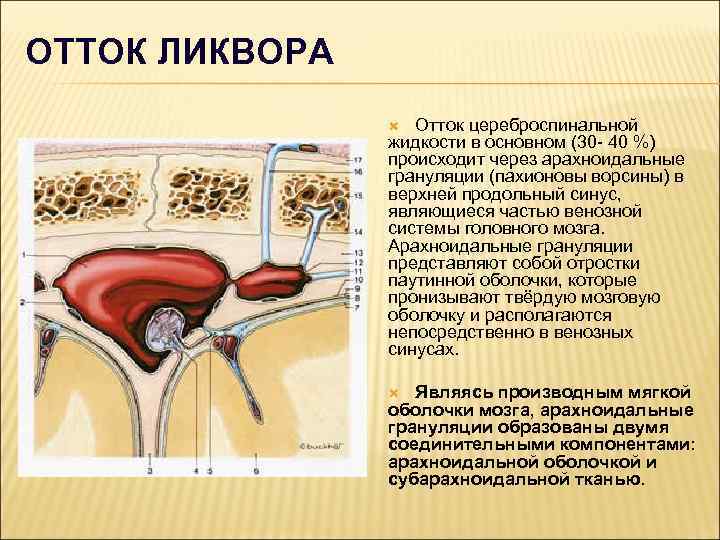 Схема оттока ликвора