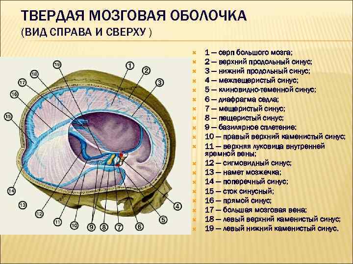 Синус оболочки мозга. Оболочки головного мозга анатомия. Кавернозный синус твердой мозговой оболочки. Серп большого мозга и намет мозжечка. Твердая мозговая оболочка.