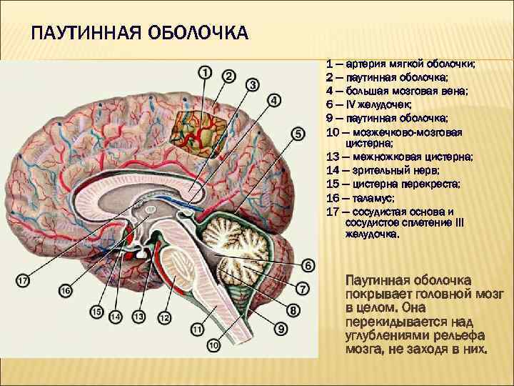 Цистерны мозга расширены