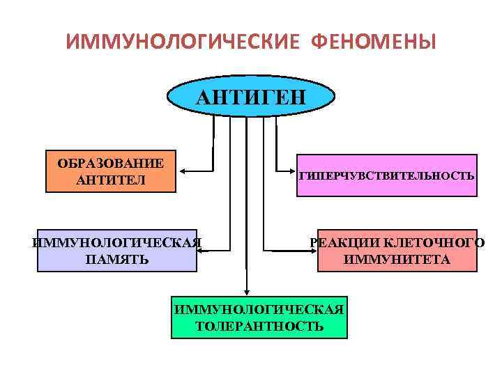 ИММУНОЛОГИЧЕСКИЕ ФЕНОМЕНЫ АНТИГЕН ОБРАЗОВАНИЕ АНТИТЕЛ ГИПЕРЧУВСТВИТЕЛЬНОСТЬ ИММУНОЛОГИЧЕСКАЯ ПАМЯТЬ РЕАКЦИИ КЛЕТОЧНОГО ИММУНИТЕТА ИММУНОЛОГИЧЕСКАЯ ТОЛЕРАНТНОСТЬ 