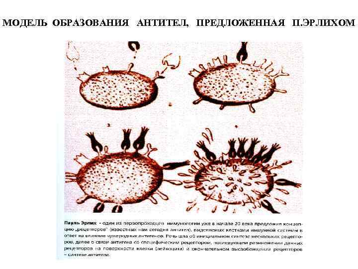 Схема кинетики образования антител