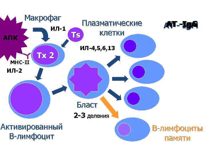 Т и б клетки. Макрофаг схема. Образование макрофагов. B лимфоциты и плазматические клетки. Этапы дифференцировки макрофагов.