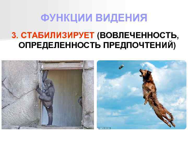 ФУНКЦИИ ВИДЕНИЯ 3. СТАБИЛИЗИРУЕТ (ВОВЛЕЧЕННОСТЬ, ОПРЕДЕЛЕННОСТЬ ПРЕДПОЧТЕНИЙ) 