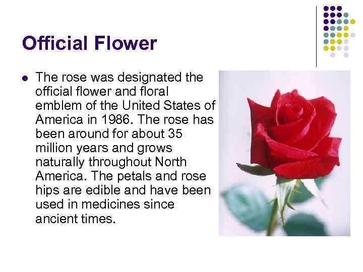 Official Flower l The rose was designated the official flower and floral emblem of