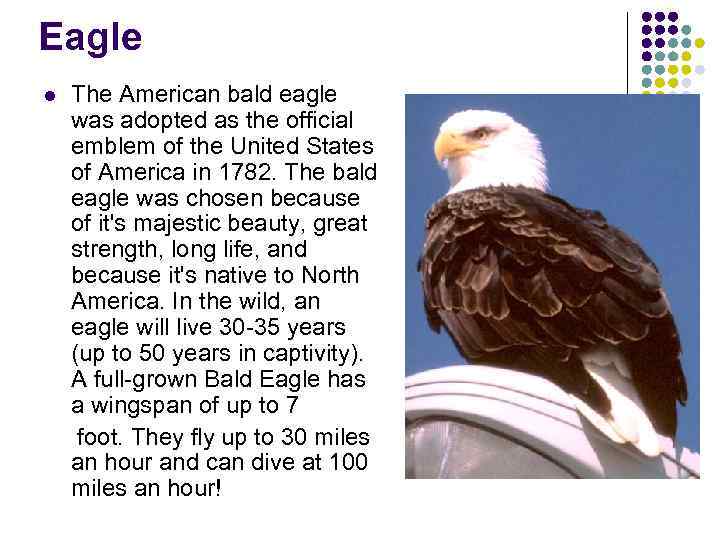 Eagle l The American bald eagle was adopted as the official emblem of the