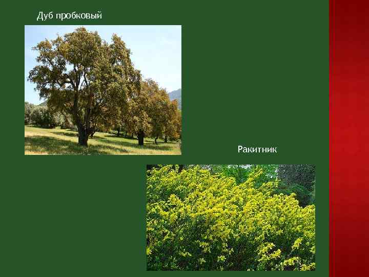 Дуб пробковый Ракитник 