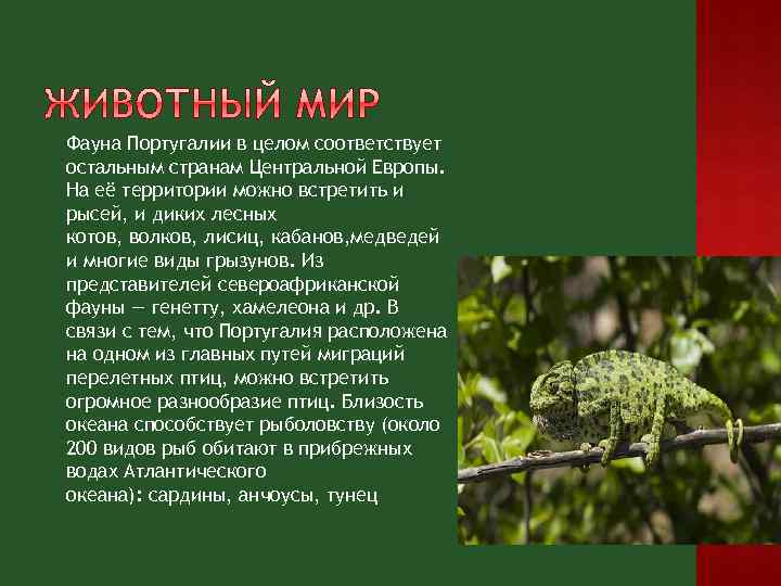 Фауна Португалии в целом соответствует остальным странам Центральной Европы. На её территории можно встретить