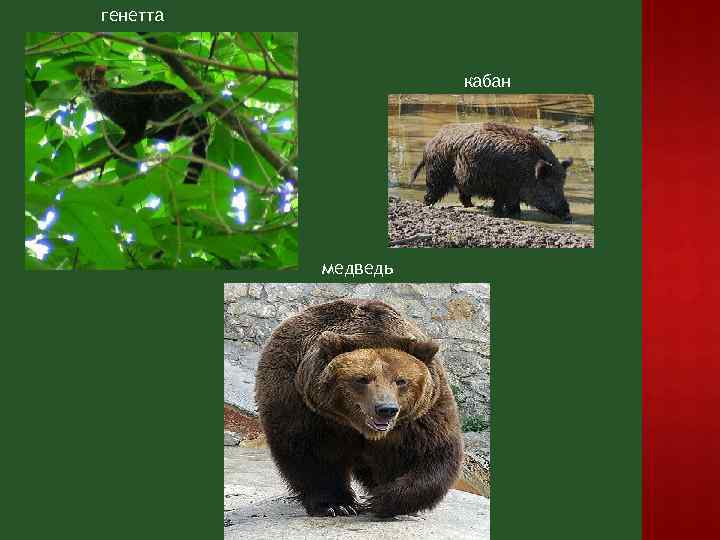 генетта кабан медведь 