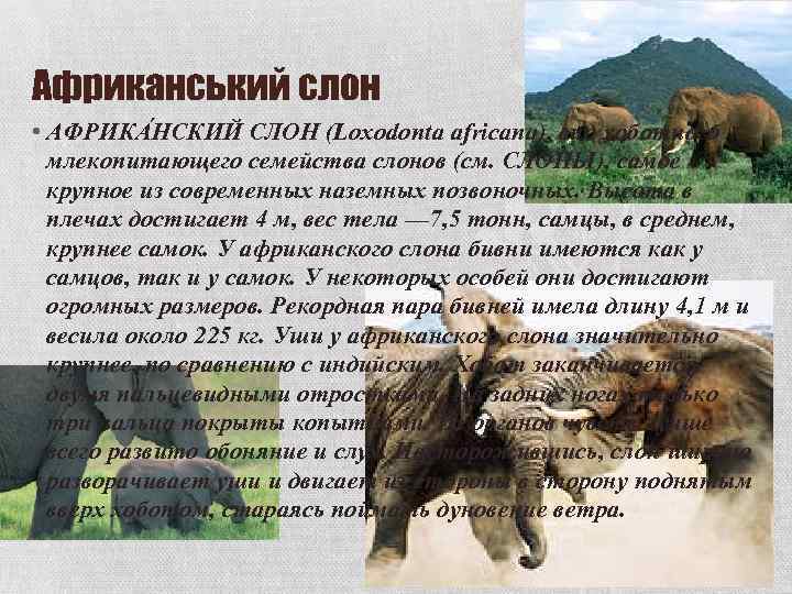 Африканський слон • АФРИКА НСКИЙ СЛОН (Loxodonta africana), вид хоботного млекопитающего семейства слонов (см.