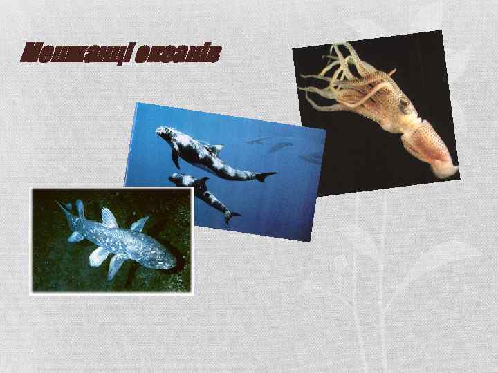 Мешканці океанів 