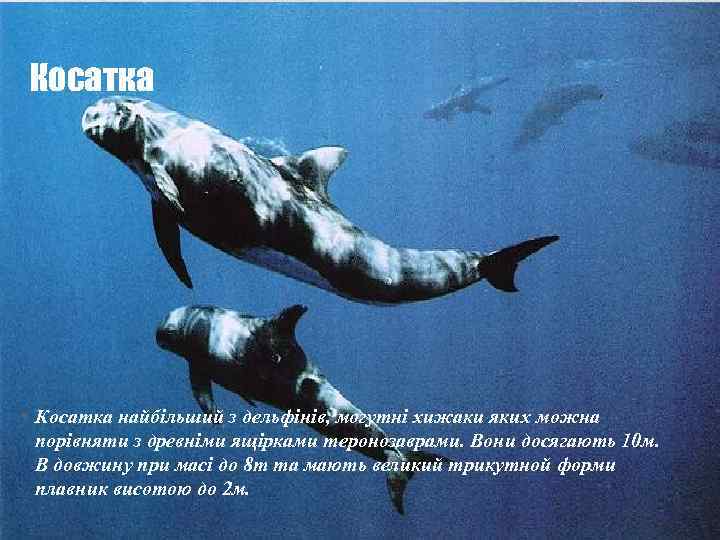 Косатка • Косатка найбільший з дельфінів, могутні хижаки яких можна порівняти з древніми ящірками