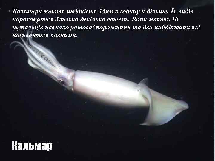  • Кальмари мають швідкість 15 км в годину й більше. Їх видів нараховуется