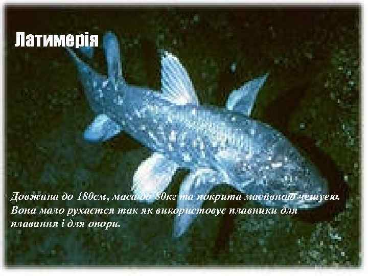 Латимерія • Довжина до 180 см, маса до 80 кг та покрита масивною чешуею.