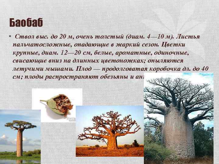 Баобаб • Ствол выс. до 20 м, очень толстый (диам. 4— 10 м). Листья