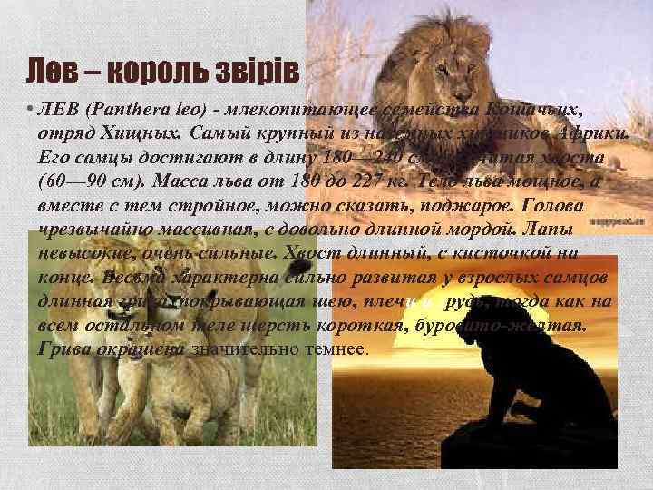 Лев – король звірів • ЛЕВ (Panthera leo) - млекопитающее семейства Кошачьих, отряд Хищных.