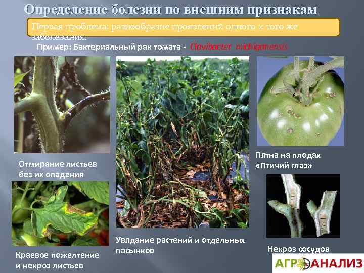 Определение болезни по внешним признакам Первая проблема: разнообразие проявлений одного и того же заболевания.