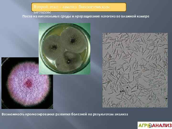 Второй этап – анализ биологическим методом Посев на питательные среды и проращивание патогена во
