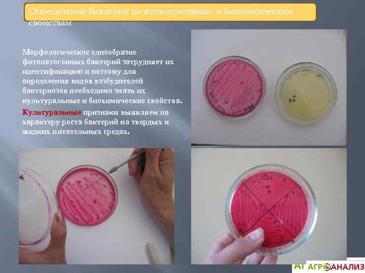 Определение бактерий по культуральным и биохимическим свойствам Морфологическое однообразие фитопатогенных бактерий затрудняет их идентификацию