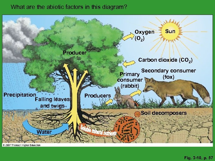 What are the abiotic factors in this diagram? Oxygen (O 2) Sun Producer Carbon