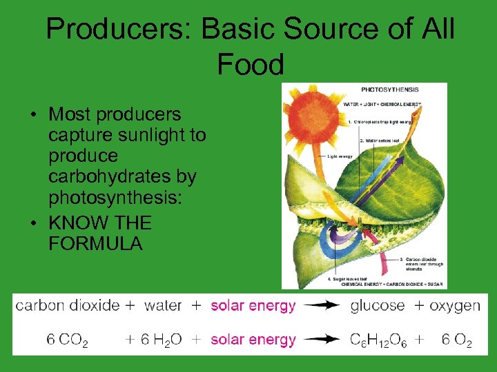 Producers: Basic Source of All Food • Most producers capture sunlight to produce carbohydrates