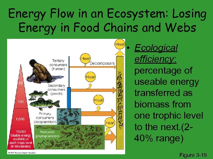 Energy Flow in an Ecosystem: Losing Energy in Food Chains and Webs • Ecological