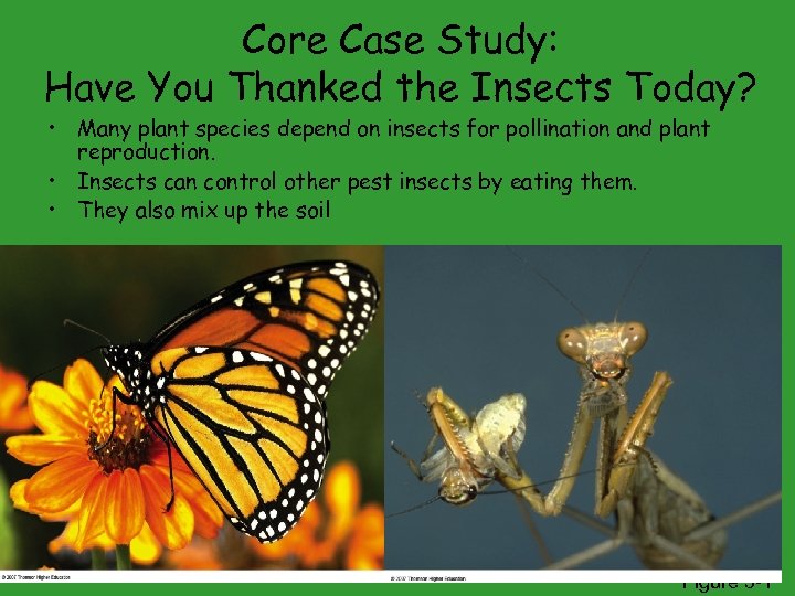 Core Case Study: Have You Thanked the Insects Today? • Many plant species depend