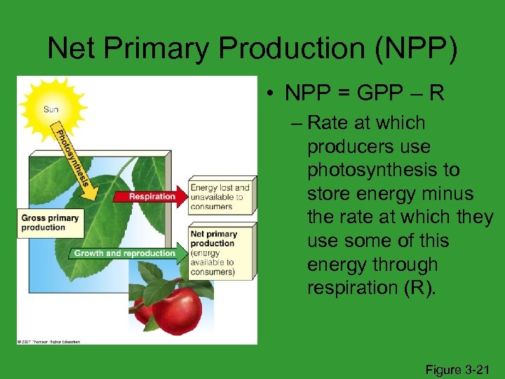 Net Primary Production (NPP) • NPP = GPP – Rate at which producers use