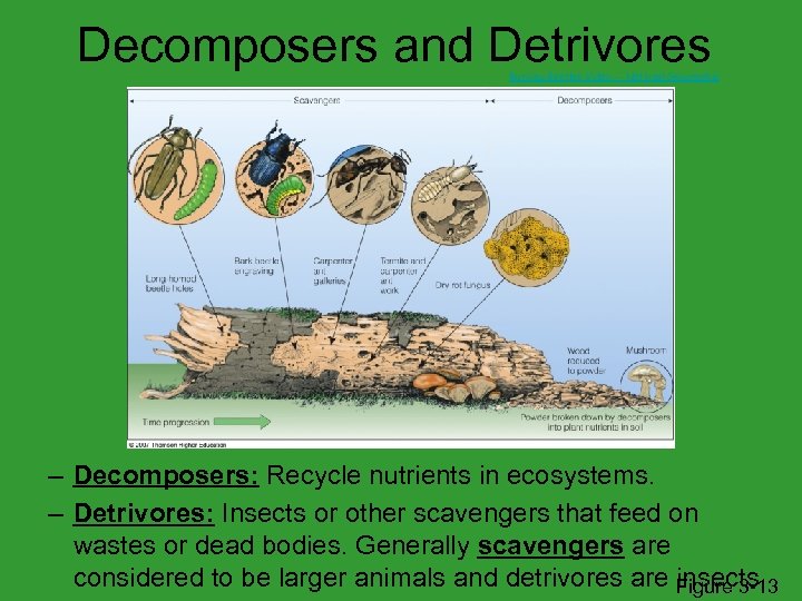Decomposers and Detrivores Burying Beetles Video -- National Geographic – Decomposers: Recycle nutrients in