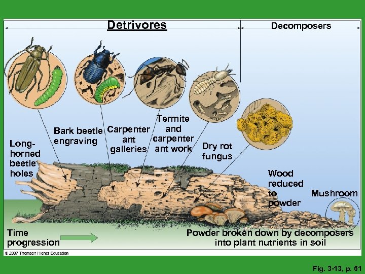 Detrivores Longhorned beetle holes Decomposers Termite and Bark beetle Carpenter carpenter ant engraving galleries