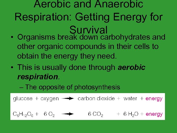 Aerobic and Anaerobic Respiration: Getting Energy for Survival • Organisms break down carbohydrates and